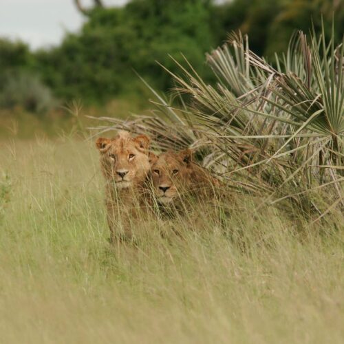 1-Day Nyerere Safari from Zanzibar