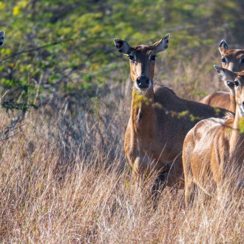 2-Day Nyerere Fly-In Safari